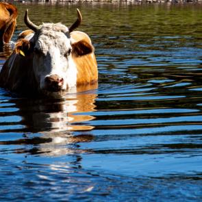 ����: ������ ��������