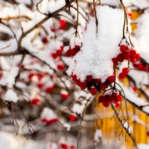 ����: ������