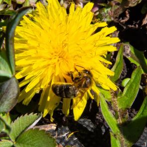 ����: �����