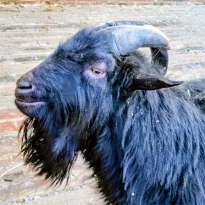 ����: ����