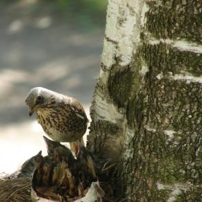 ���� ��������: 