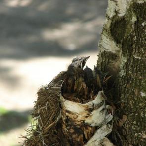 ���� ��������: ���� �� ���?