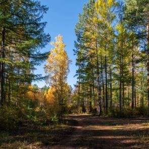 ����: ������������.