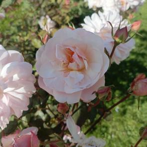 ����: ���������� ����