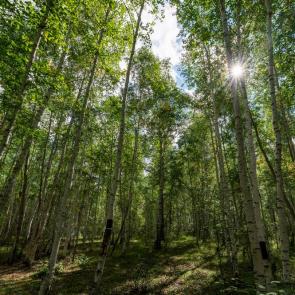 ����: ��������� ����.