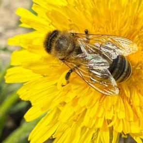 ����: ������ ������