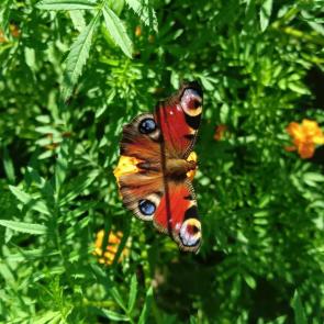 ����: ������� 