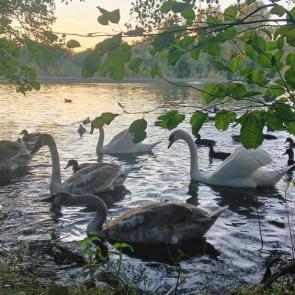 ����: �����