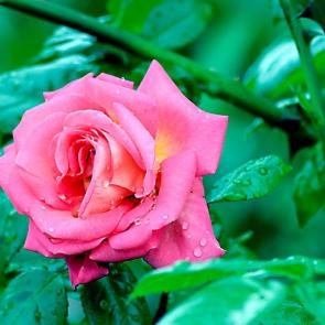 ����: ����