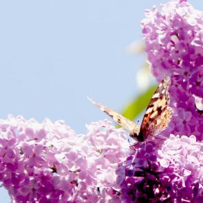 ����: ������ � �������