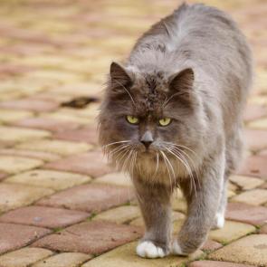 ����: �������