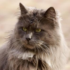 ���� ��������: �� ����