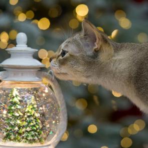 ����: ����������