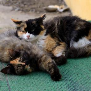 ����: ��������