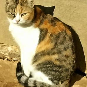 ����: �����