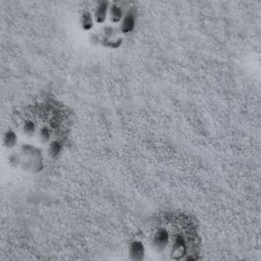 ���������� ���������������