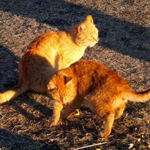 ����: �����������  ������