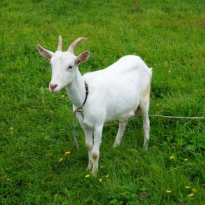 ���� ��������: �����������  ������� 