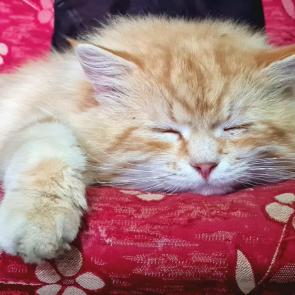 �� ����� �����