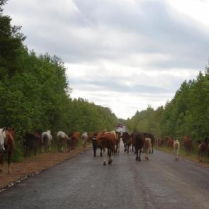 �������� ������ ���