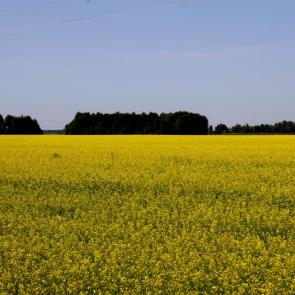 ����: ������� ����