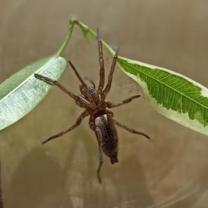 ������������ �����