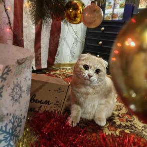 ����: ���������� 