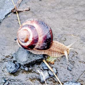 ����: ������