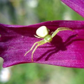 ������������ �����