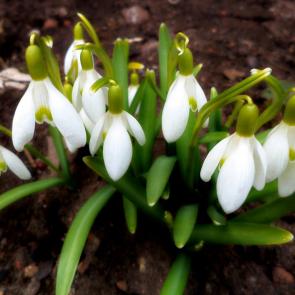 ����: �����