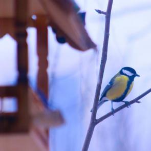 ����: �������