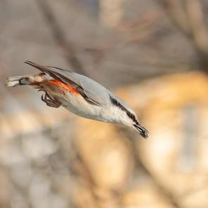 ����: ������ ����. 