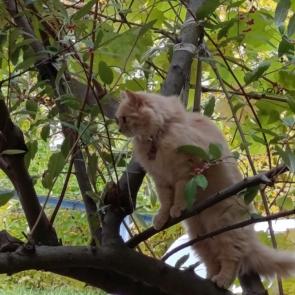 ����: ��� ����, ���� � ����...