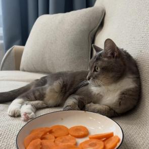 ����: ����� ����������� 