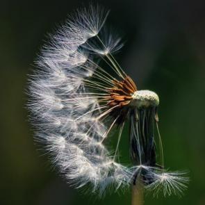 ���� ��������: ������� ������� �����. 