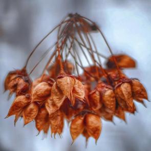 ���� ��������: ������ ����. 