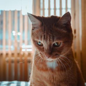 ����: 17 ���