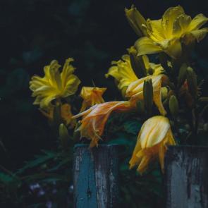 ����: �����