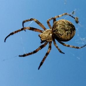 ���� ��������: ������