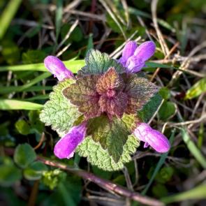 ����: ���������