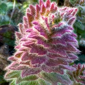 ����: ������