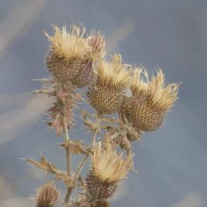 ����: �����