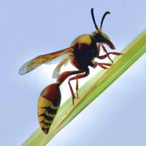 ����: ���