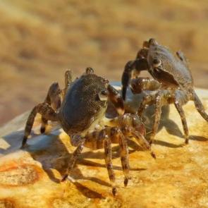 ����: �����