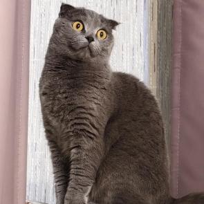 ����: ����������