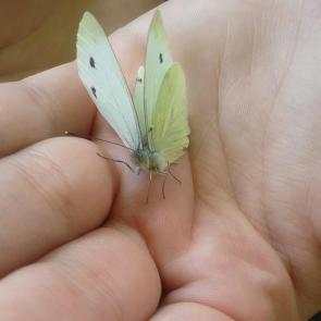 ����: ���������