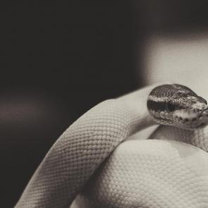 ���� ��������: 