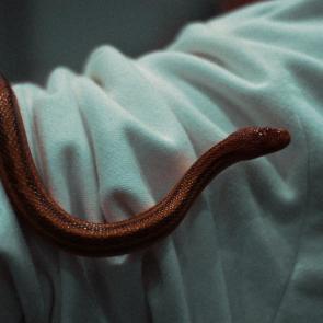 ���� ��������: 