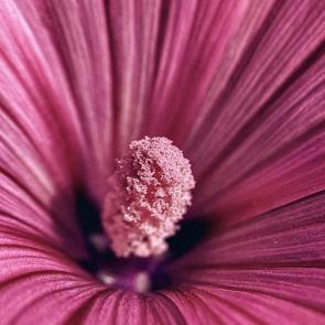 ����: ������� 