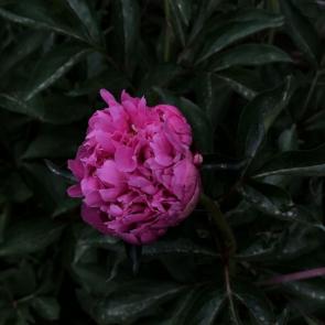 ����: ������� �����